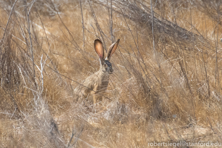 emily renzel wetlands